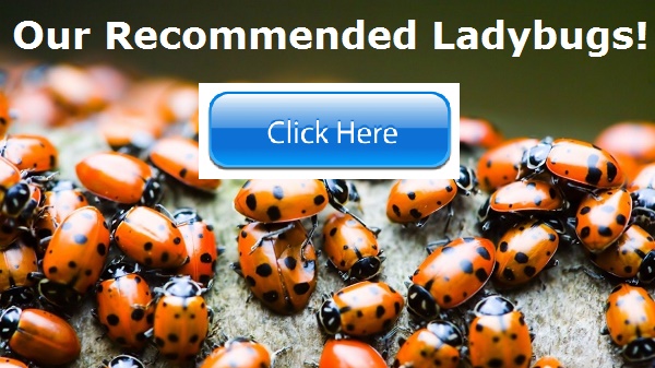 Ladybugs! Natural Pest Control
